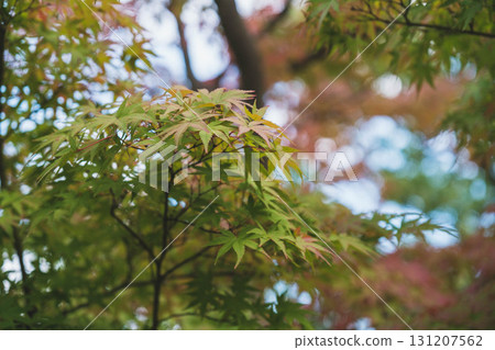 [Kokoen Garden, the former western mansion of Himeji Castle] Autumn leaves before they turn color 131207562
