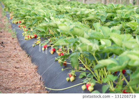 Strawberry bushes with a lot of big ripe red berries growing on farm in countryside 131208719