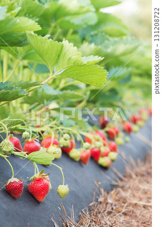 Ripe fresh strawberry on farm in countryside in June 131208722