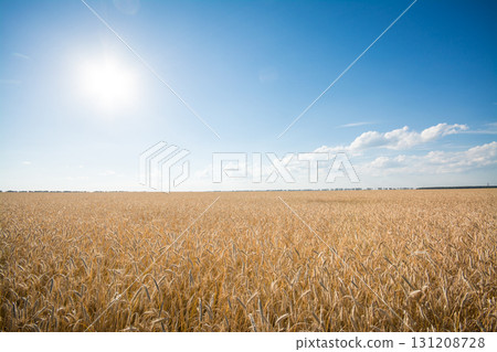 The field of ripe rye at sunset The field of ripe rye at sunset 131208728