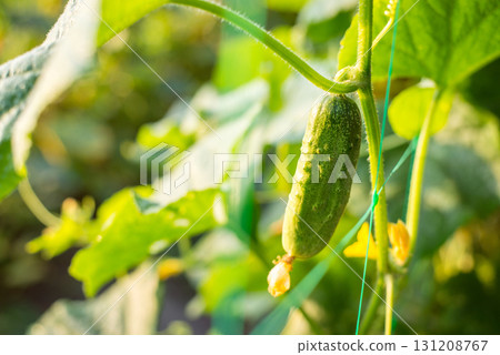 Small fresh green cucumber growing in the morning 131208767
