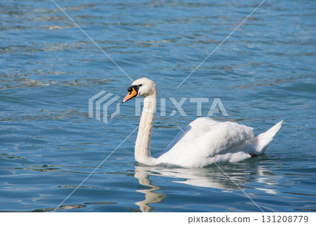 Beautiful lonely swan floating in clean lake with blue water in the evening 131208779