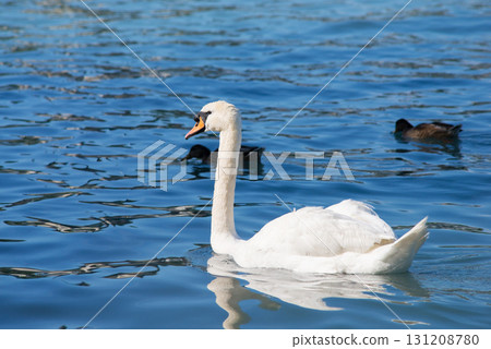 Beautiful swan and some ducks on the background floating in clean lake with blue water in the evening 131208780