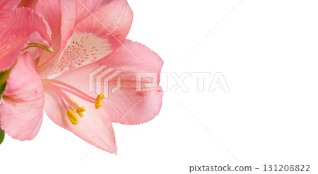 pink alstroemeria flower, Lily of the Incas, in vase on isolated white background pink alstroemeria flower, Lily of the Incas, in vase on isolated white background 131208822