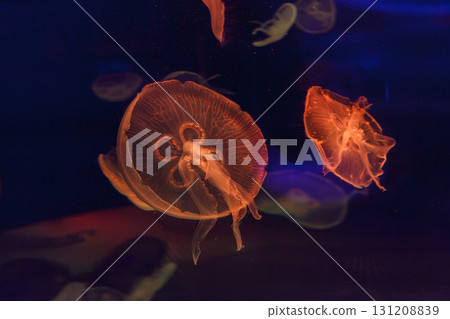 underwater photos of jellyfish aurelia aurita underwater photos of jellyfish aurelia aurita 131208839