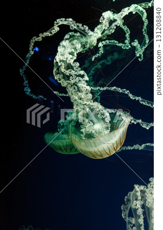 underwater photos of jellyfish chrysaora plocamia south america sea nettle 131208840