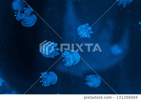 underwater photography jellyfish Phyllorhiza punctata, Australian spotted jellyfish underwater photography jellyfish Phyllorhiza punctata, Australian spotted jellyfish 131208884