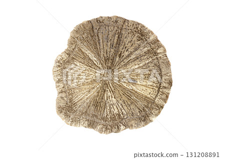Pyrite Dollar mineral stone on a white background 131208891