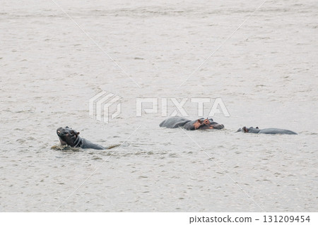 hippopotamus in pond, family of hippos in water. 131209454