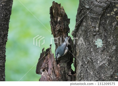Nuthatch with a cute cry Nuthatch with a cute cry 131209575