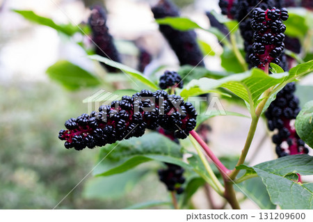 A cluster of ripe black berries is flourishing on a vibrant plant 131209600