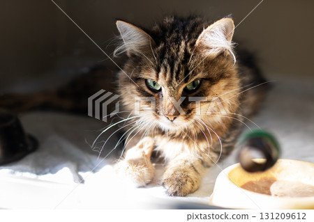 Here is a closeup image of a domestic cat featuring bright green eyes 131209612