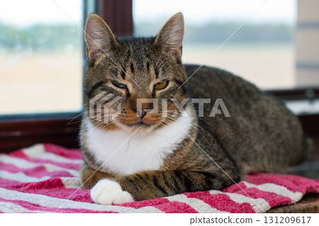 A cat is comfortably laying on a pink and white striped towel 131209617