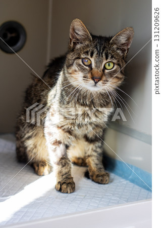 A beautiful cat with striking green eyes is sitting gracefully on a table A beautiful cat with striking green eyes is sitting gracefully on a table 131209626