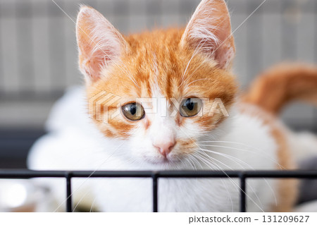 A close up view of an orange and white domesticated cat inside a cage A close up view of an orange and white domesticated cat inside a cage 131209627