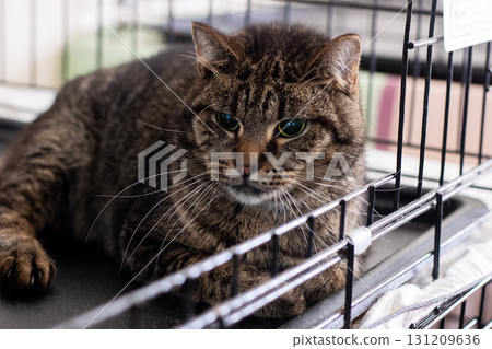 A cat is lying in a cage, curiously looking at the camera 131209636