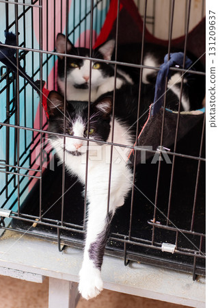 A black and whitestriped cat is calmly sitting inside a cage A black and whitestriped cat is calmly sitting inside a cage 131209637