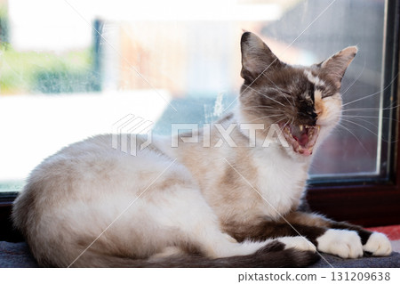 A cat is laying in front of a window, mouth wide open and relaxed 131209638