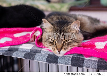 A fluffy cat is comfortably laying on a soft pink blanket in a cage A fluffy cat is comfortably laying on a soft pink blanket in a cage 131209639