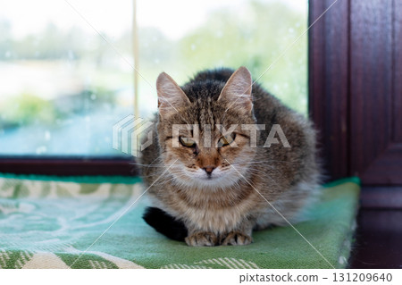 A fluffy cat is comfortably sitting on a soft blanket near a window 131209640