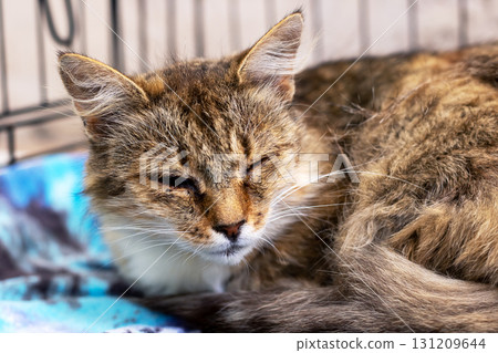 A cat is comfortably laying on a soft blue blanket inside a cage A cat is comfortably laying on a soft blue blanket inside a cage 131209644