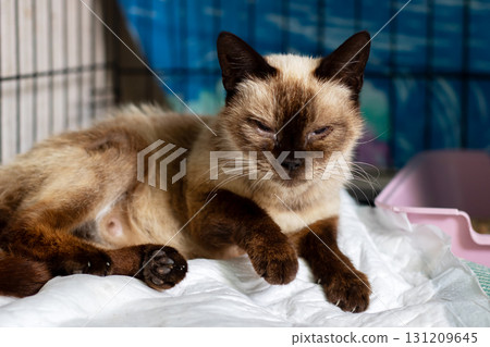 A brown cat lies on a soft white blanket, eyes closed in relaxation 131209645