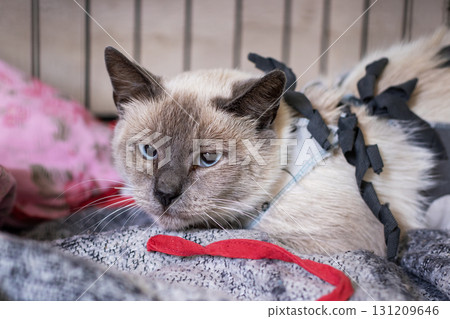 A cute cat that is wearing a colorful harness is laying on a soft blanket A cute cat that is wearing a colorful harness is laying on a soft blanket 131209646
