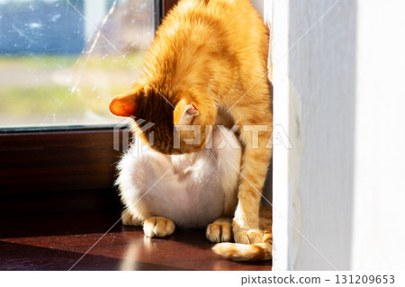 A playful orange and white cat is thoroughly cleaning itself on a window sill 131209653