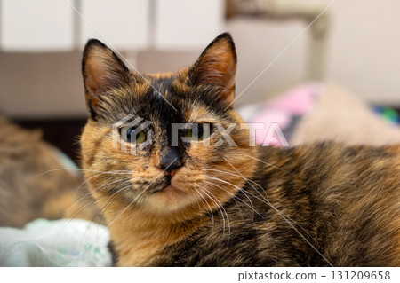 A closeup of a beautiful calico cat intently gazing at the camera A closeup of a beautiful calico cat intently gazing at the camera 131209658