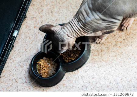 A hairless cat, often known as a Sphynx, is eating from a black bowl A hairless cat, often known as a Sphynx, is eating from a black bowl 131209672