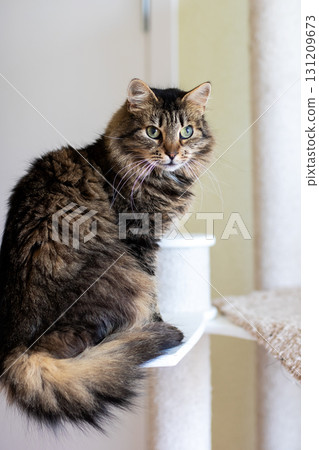 There is a cat comfortably sitting atop a cat tree, gazing at the camera There is a cat comfortably sitting atop a cat tree, gazing at the camera 131209673