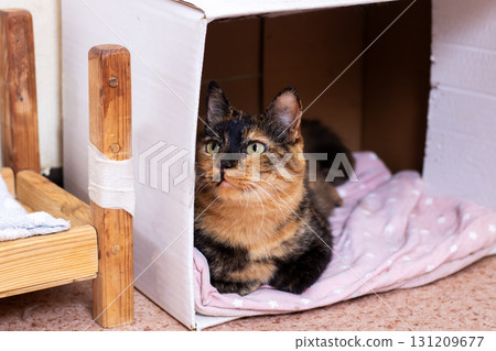 A cute cat is laying in a cozy box with a soft pink blanket 131209677