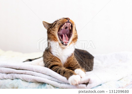 A fluffy cat yawns widely on a bed, showing its adorable features 131209680