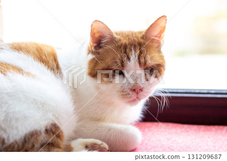 A brown and white cat leisurely laying comfortably on a pink carpet 131209687
