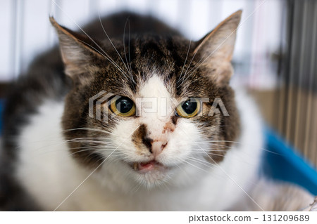 A detailed close up of a cat intently looking directly at the camera A detailed close up of a cat intently looking directly at the camera 131209689