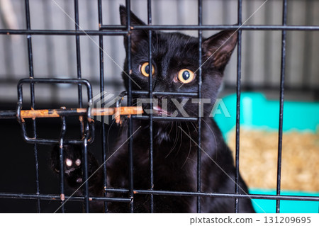 A black cat is comfortably sitting in a cage with a stick in its mouth 131209695