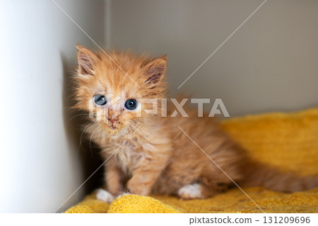A small orange kitten with blue eyes sits on a yellow blanket A small orange kitten with blue eyes sits on a yellow blanket 131209696