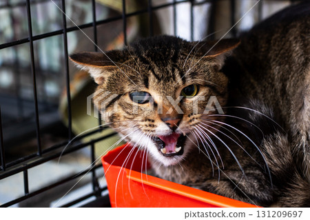 A cat sitting in a cage, its mouth open, possibly meowing loudly 131209697