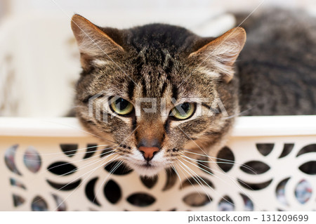 A cat is lounging in a laundry basket, curiously gazing at the camera A cat is lounging in a laundry basket, curiously gazing at the camera 131209699