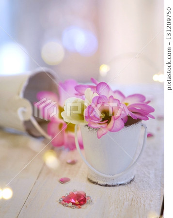 Pink Primula Pink Primula 131209750