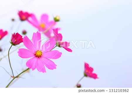Close-up of pink cosmos in full bloom [Sky background] 131210362