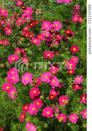 色彩繽紛的波斯菊,繁花似錦 色彩繽紛的波斯菊,繁花似錦 131210366