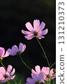 Pink cosmos in full bloom photographed against the light [Close-up] [Black background] 131210373