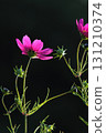 Pink cosmos in full bloom photographed against the light [Close-up] [Black background] 131210374