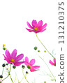 Close-up of pink cosmos in full bloom [white background] 131210375