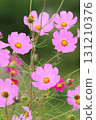 Pink cosmos in full bloom 131210376