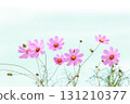 Close-up of pink cosmos in full bloom [Sky background] 131210377