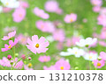 A field of pink and white cosmos flowers in full bloom 131210378