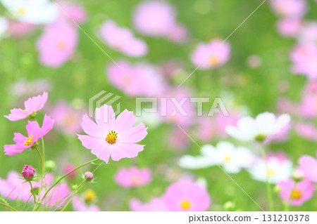 A field of pink and white cosmos flowers in full bloom 131210378