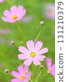 Close-up of pink cosmos in full bloom 131210379